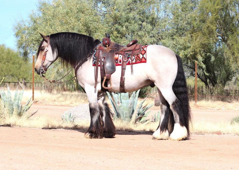 Carson, a 8-year-old Buckskin Gypsy Vanner gelding for sale