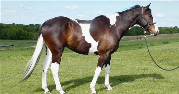 Luna, a 9-year-old Bay and White Warmblood gelding for sale