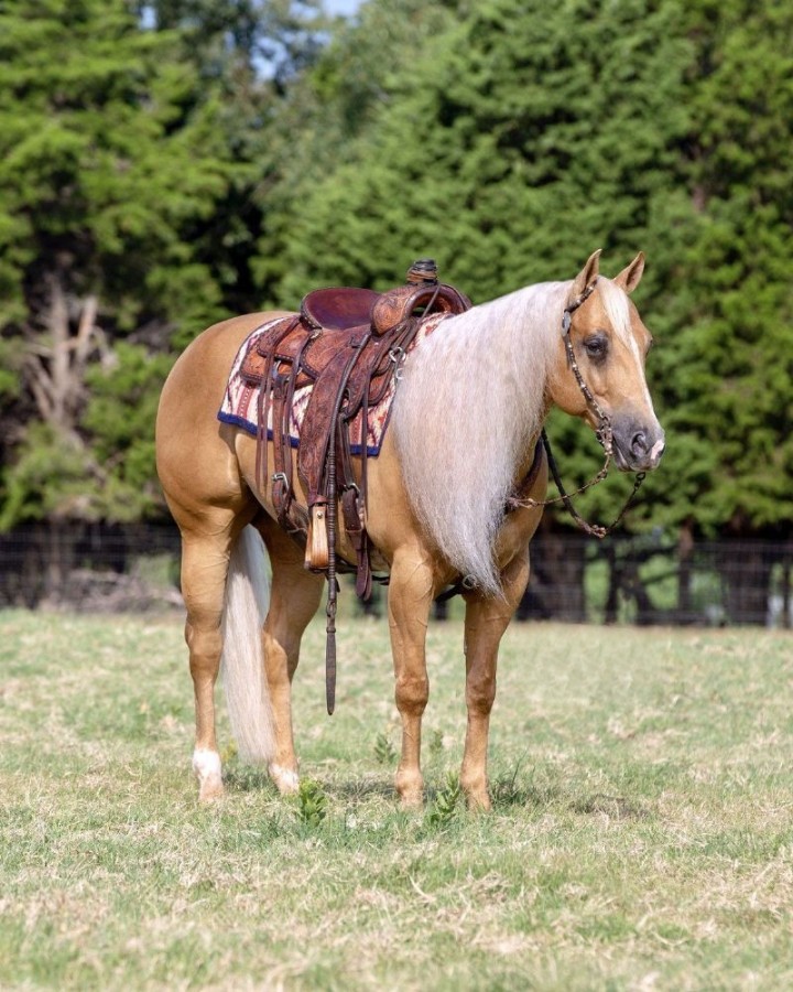 Goliath, a 7-year-old Palomino American Quarter Horse gelding for sale