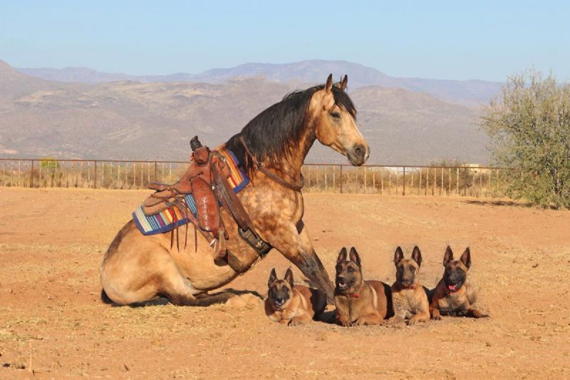 Beamer, a 10-year-old Buckskin American Quarter Horse gelding for sale