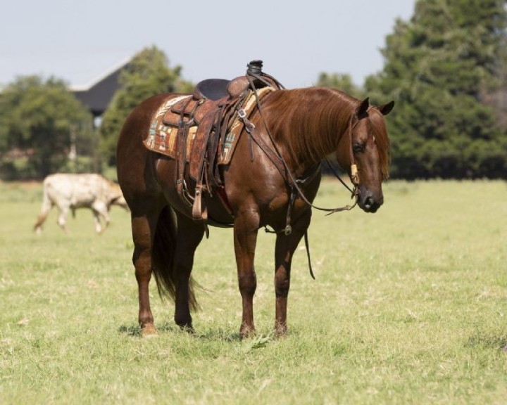 Champion, a 8-year-old Chestnut American Quarter Horse gelding for sale
