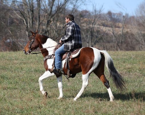 Starlette, a 10-year-old Bay Tobiano Missouri Fox Trotter mare for sale