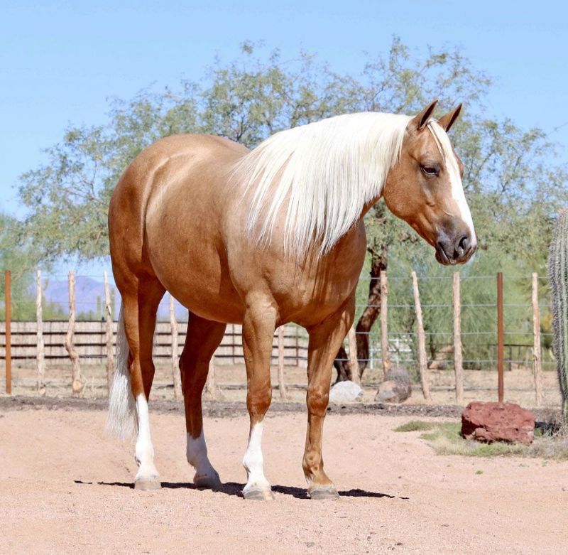 Jimmy, a 9-year-old Palomino American Quarter Horse gelding for sale