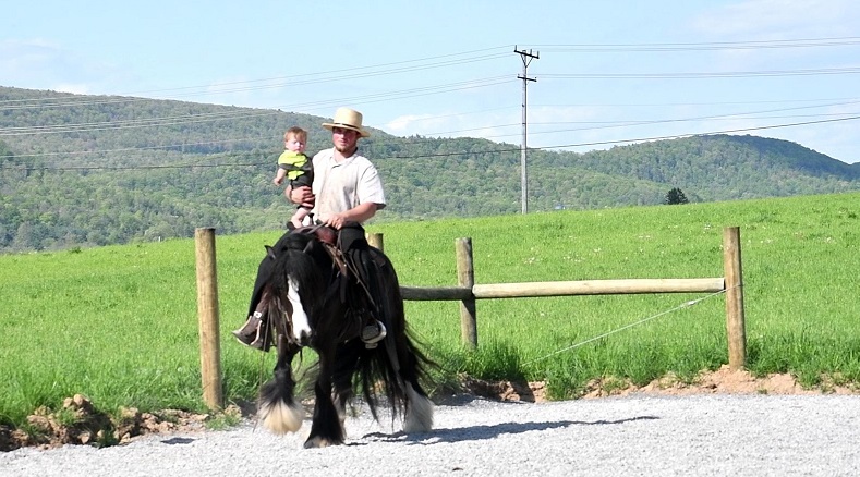 Tacha, a 8-year-old Black Gypsy Vanner mare for sale