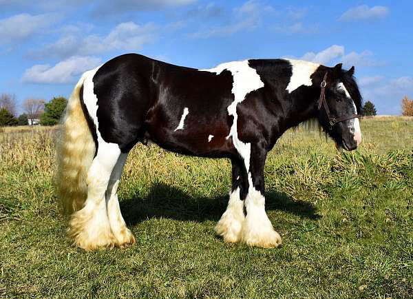 Henry, a 9-year-old Piebald Gypsy Vanner gelding for sale