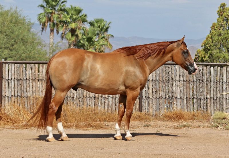 Parfect, a 8-year-old Red Dun American Quarter Horse gelding for sale