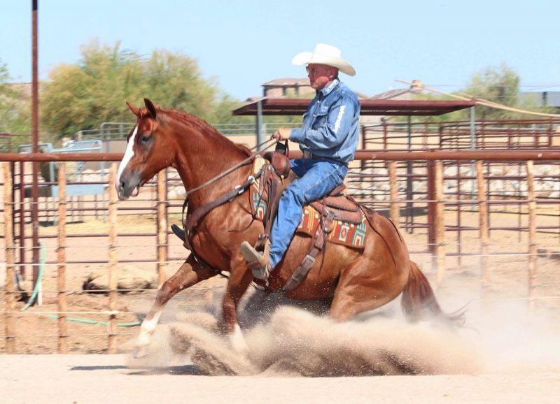 Dusty, a 9-year-old Sorrel American Quarter Horse gelding for sale