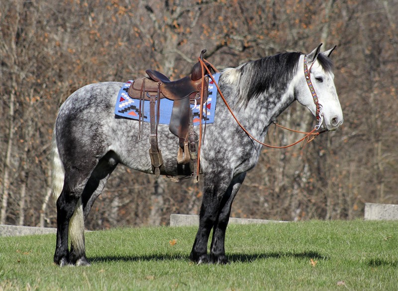 Diego, a 9-year-old Draft cross Horse Grey Draft Cross gelding for sale