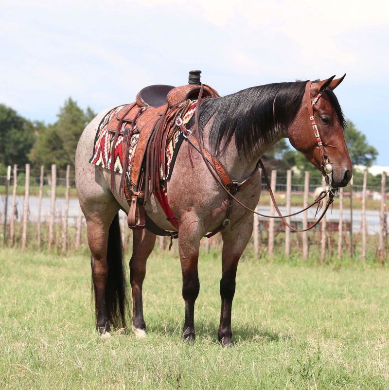 Kipper, a 7-year-old Bay Roan American Quarter Horse gelding for sale