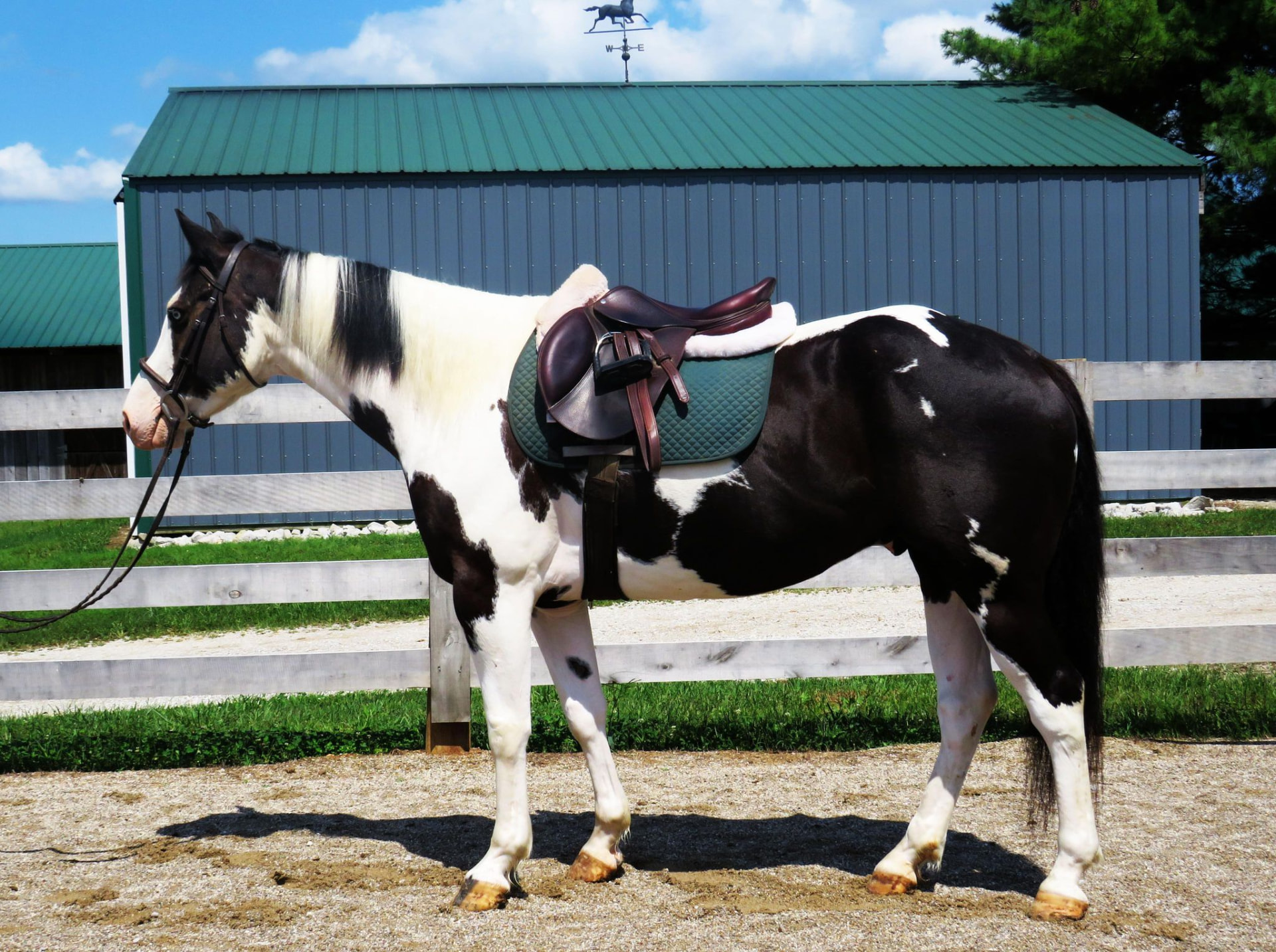 Stormzy, a 9-year-old Black Tobiano American Paint Horse gelding for sale