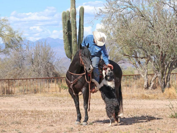 Copper, a 9-year-old Black American Quarter Horse gelding for sale