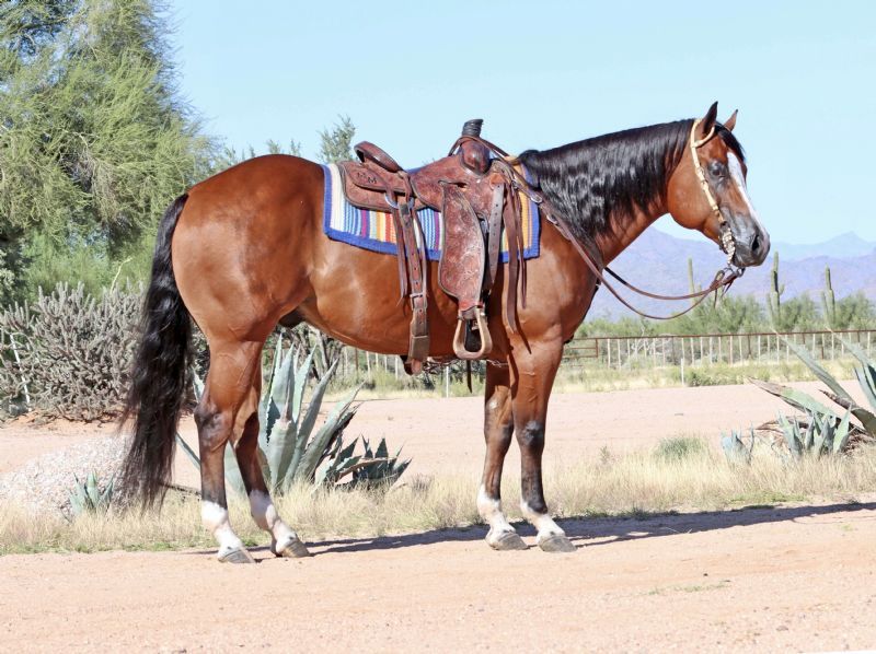 Midnight, a 9-year-old Bay American Quarter Horse gelding for sale