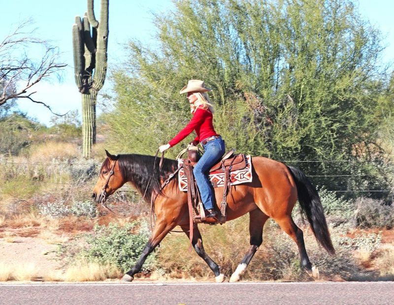 Silver, a 7-year-old Buckskin American Quarter Horse mare for sale