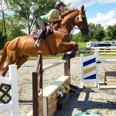 Ivar, a 10-year-old Bay Belgian Warmblood gelding for sale