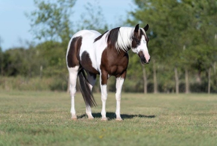 Picolo, a 7-year-old Bay Tobiano American Paint Horse gelding for sale