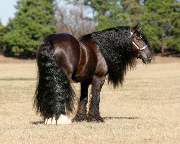 Calypso, a 9-year-old Black Gypsy Vanner gelding for sale