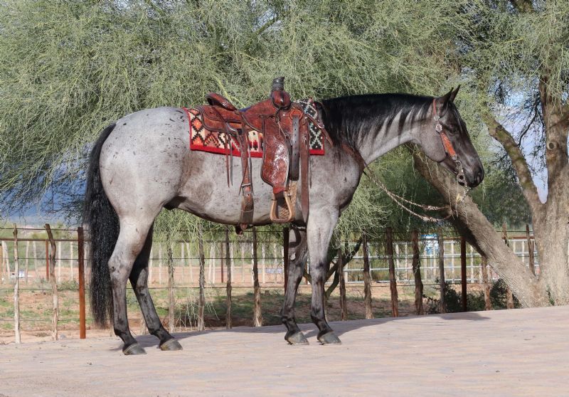 Legacy, a 8-year-old Blue Roan American Quarter Horse gelding for sale