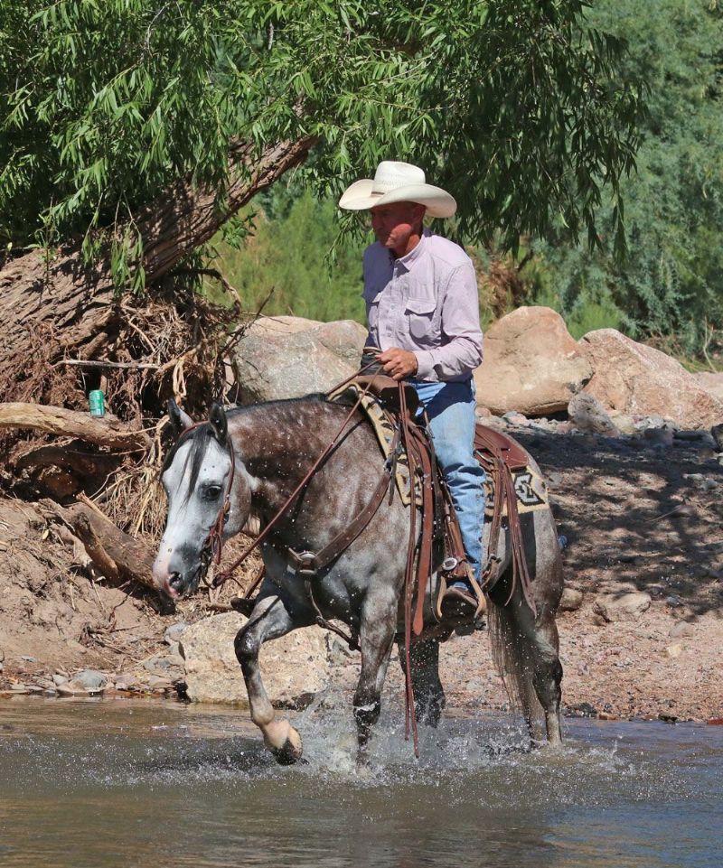 Stones, a 7-year-old Gray American Quarter Horse gelding for sale