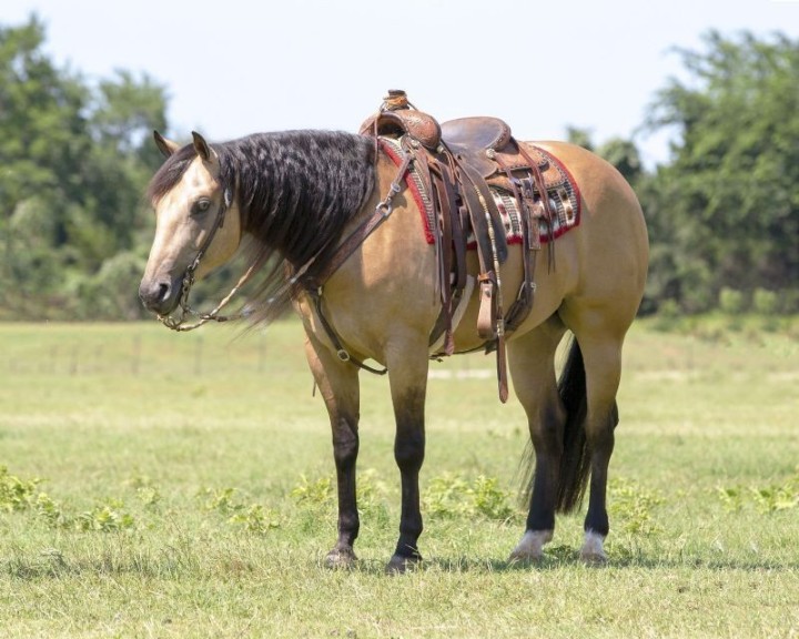 Bear, a 7-year-old Buckskin American Quarter Horse gelding for sale