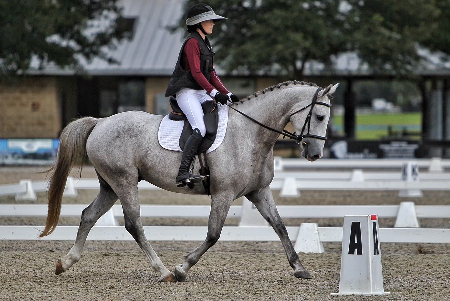 Ruby, a 9-year-old Grey Warmblood gelding for sale