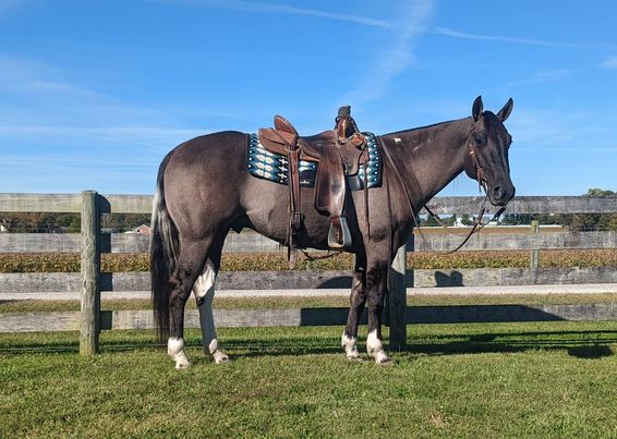 Spooncat, a 10-year-old Grulla Tobiano American Paint Horse gelding for sale