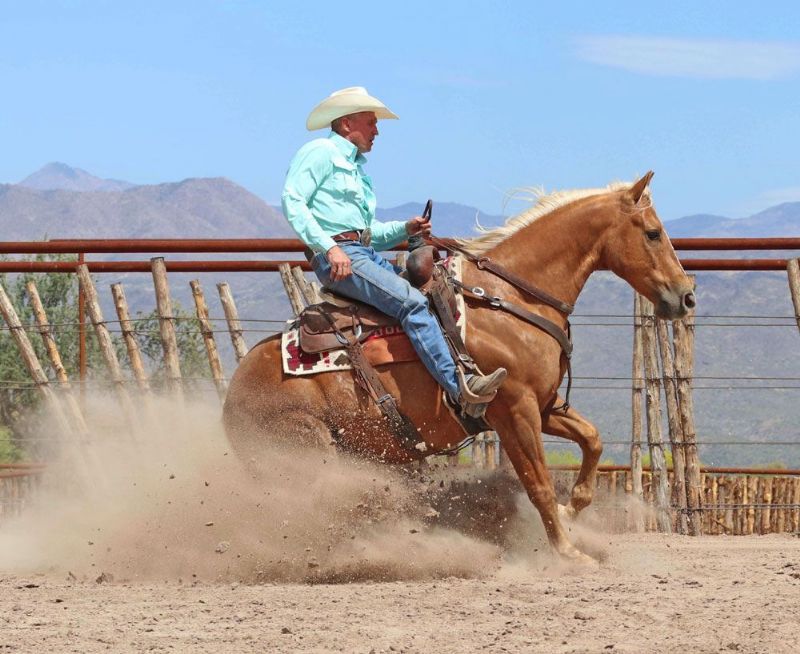 Snickers, a 9-year-old Palomino American Quarter Horse gelding for sale