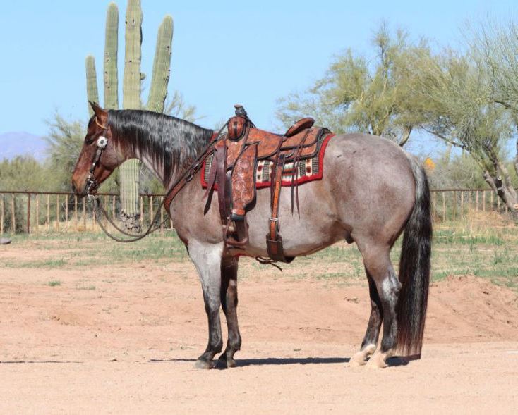 Baylee, a 8-year-old Bay Roan American Quarter Horse gelding for sale
