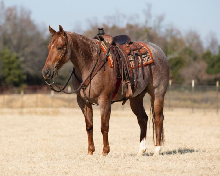 Genius, a 9-year-old Red Roan American Quarter Horse gelding for sale