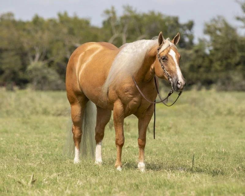 Sunny, a 7-year-old Palomino American Quarter Horse gelding for sale